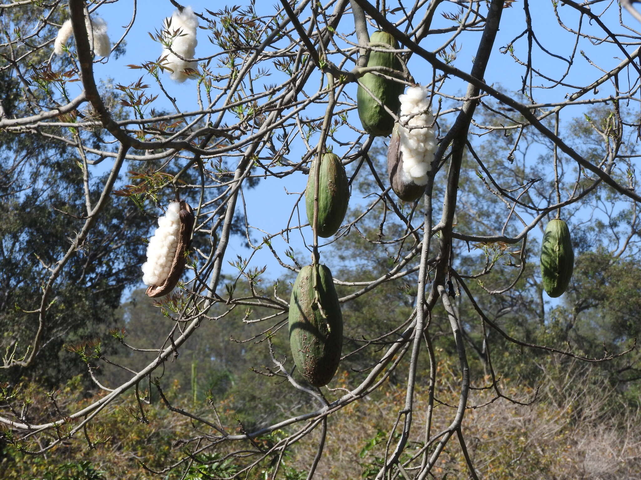 Image of Ceiba speciosa (A. St.-Hil., A. Juss. & Cambess.) P. Ravenna