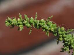 Image of cutleaf goosefoot