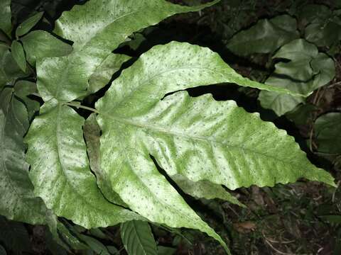 Image of Broad Halberd Fern