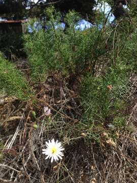 Image de Malacothrix saxatilis var. implicata (Eastw.) H. M. Hall