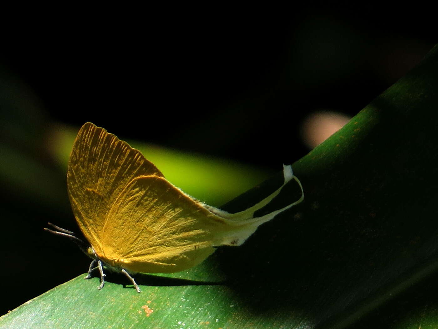 Imagem de Loxura cassiopeia Distant 1884