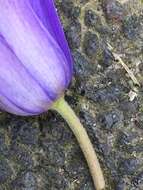 Image of blue anemone