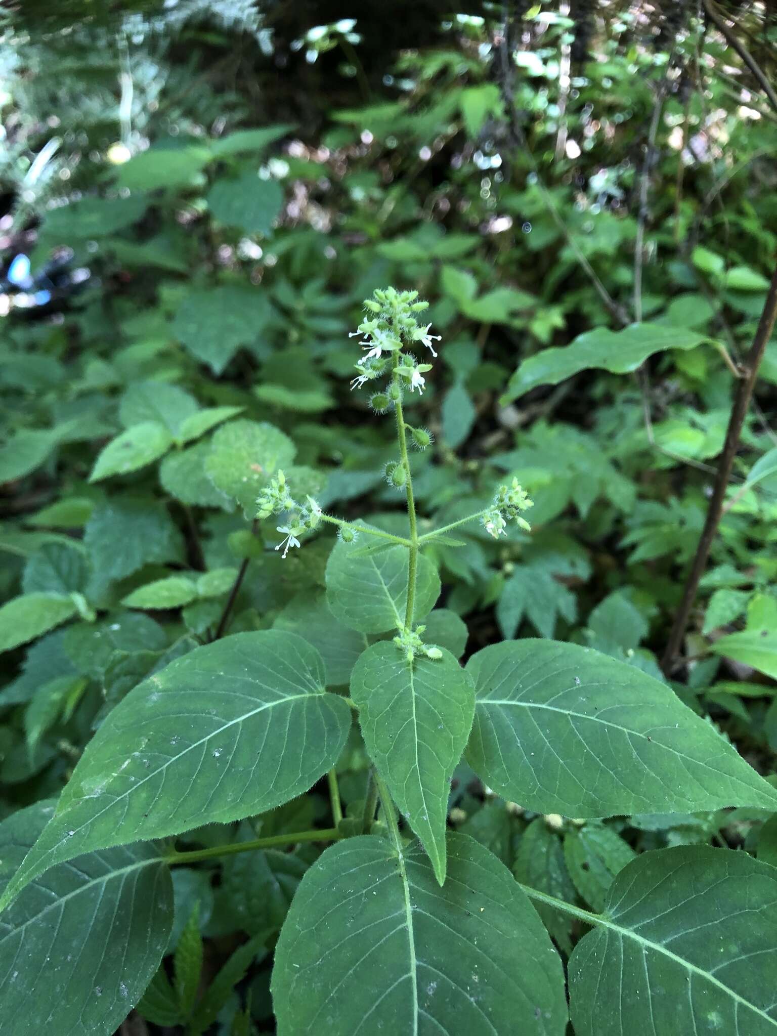 Image of Circaea cordata Royle