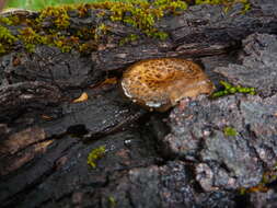 Image of Lentinus arcularius (Batsch) Zmitr. 2010