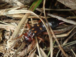 Image of Two-spotted Earwig