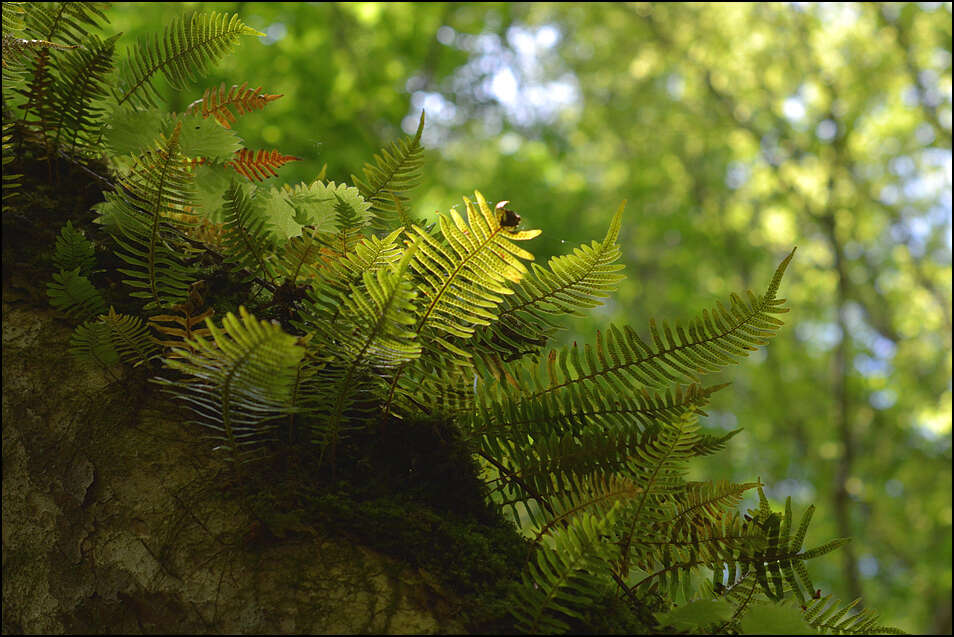 Plancia ëd Polypodium fauriei Christ