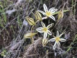 Image of Henderson's triteleia