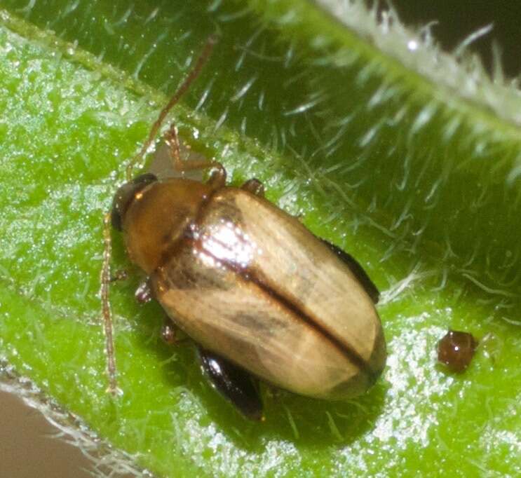 Image of Potato flea beetle