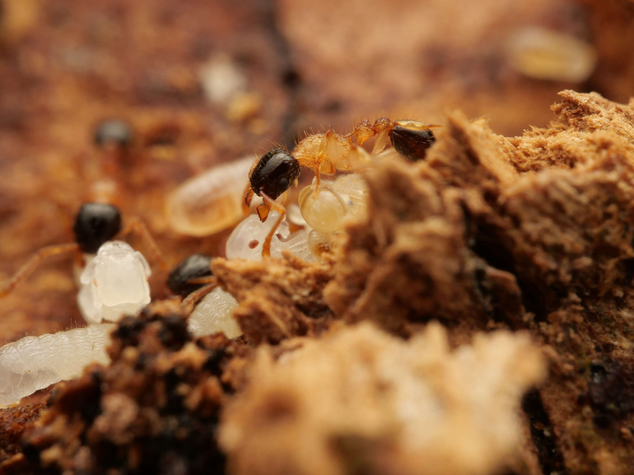 Image of Tetramorium bicolor Viehmeyer 1914