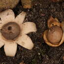 Image de Geastrum morganii Lloyd 1902