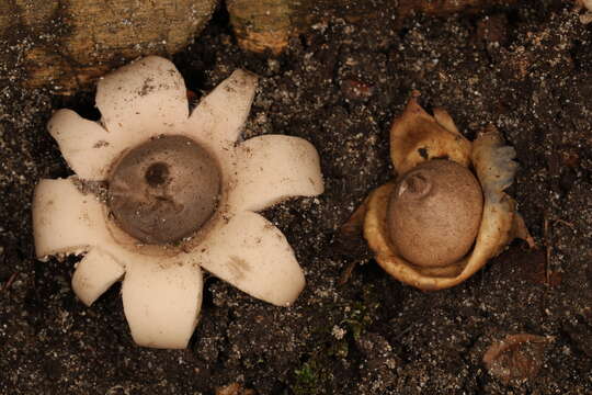 Image of Geastrum morganii Lloyd 1902