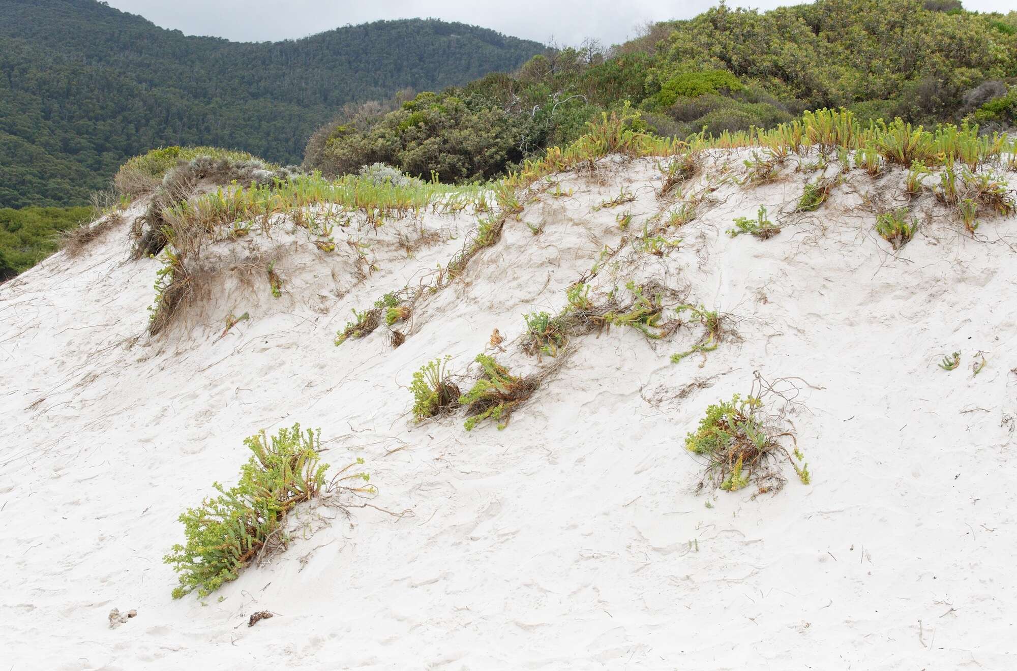 Image of sea spurge