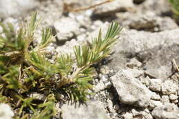 Image of Minuartia glomerata (M. Bieb.) Degen