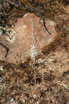 Image of Ornithogalum thermophilum F. M. Leight.