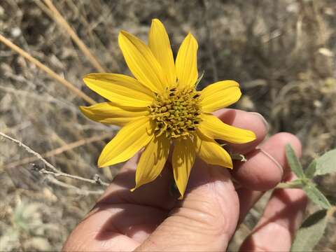 Image of Serpentine Sunflower