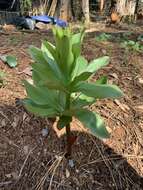 Слика од Lilium humboldtii subsp. humboldtii