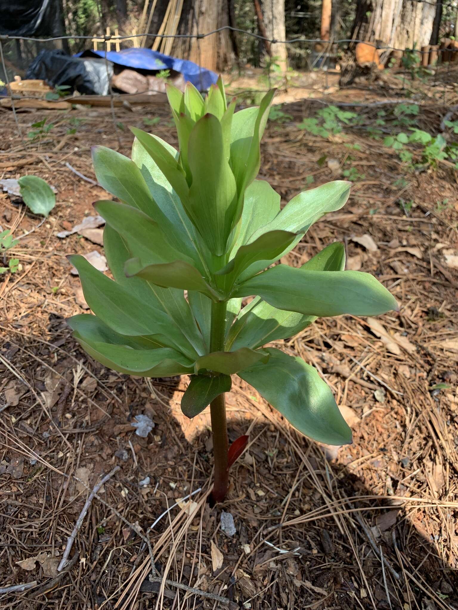 Слика од Lilium humboldtii subsp. humboldtii