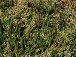 Image of Rocky Mountain spikemoss