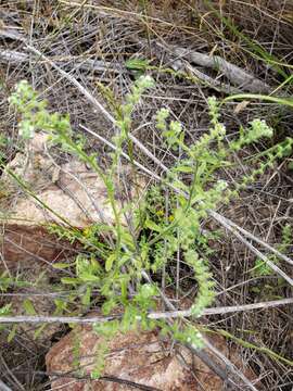 Image de Cryptantha texana (A. DC.) Greene