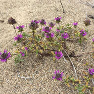 Monardella sinuata subsp. nigrescens Elvin & A. C. Sanders的圖片