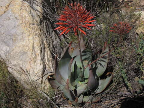 Image of Aloe perfoliata L.