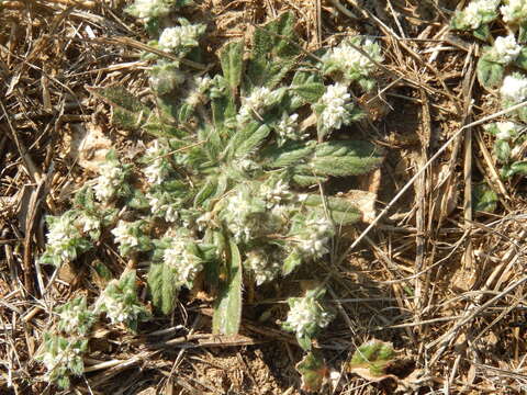 Image of woolly cottonflower