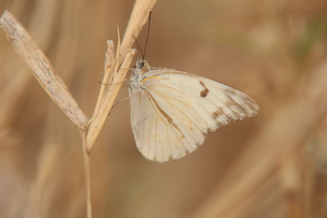 Слика од Belenois gidica (Godart (1819))