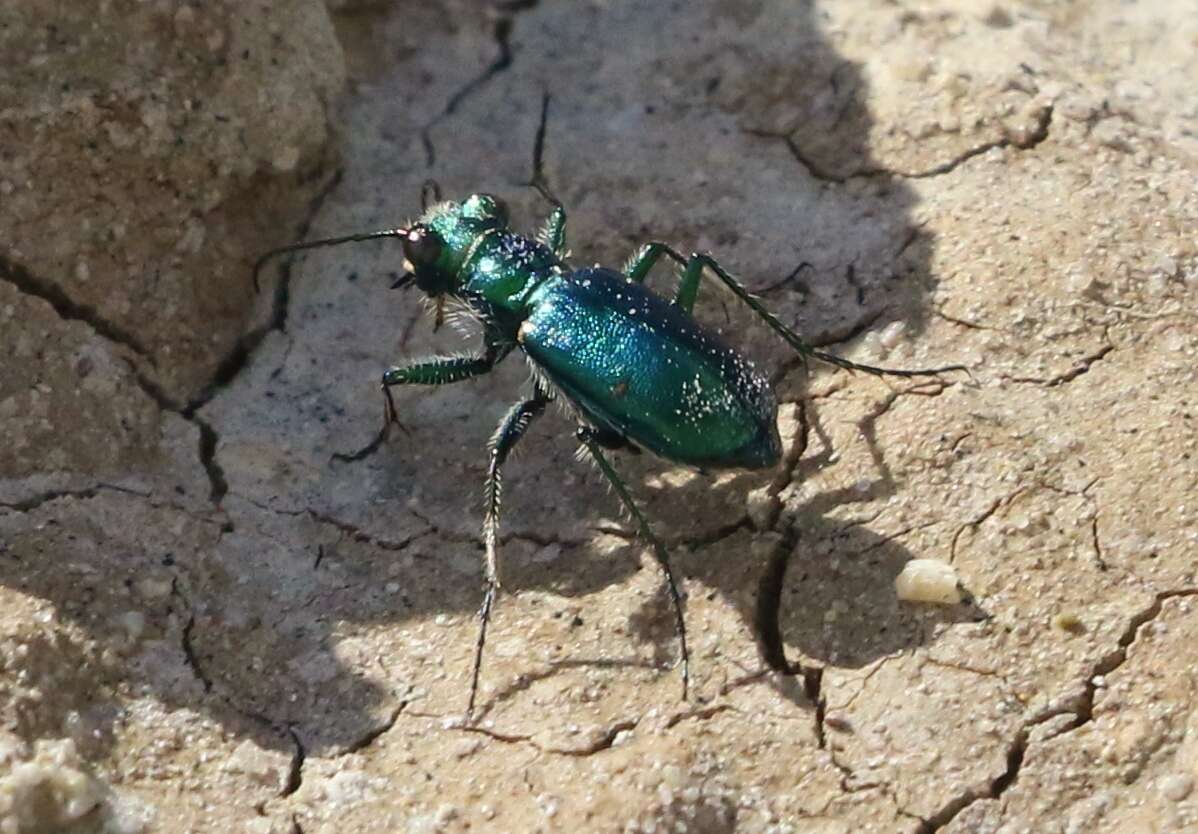 Image de Cicindela (Cicindela) pimeriana Le Conte 1867