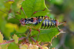 Metaplastes ornatus (Ramme 1931) resmi