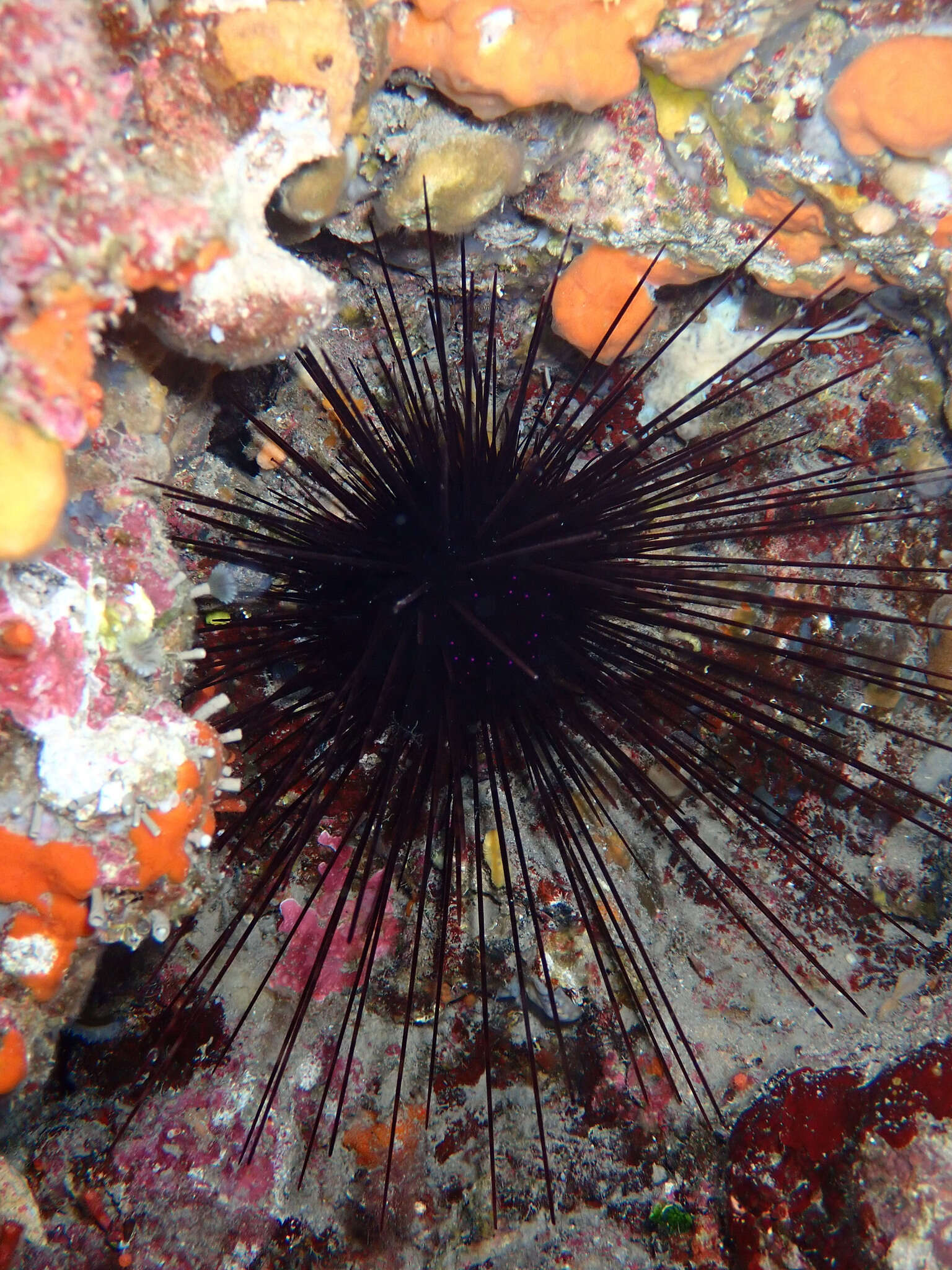 Image of long-spined urchin