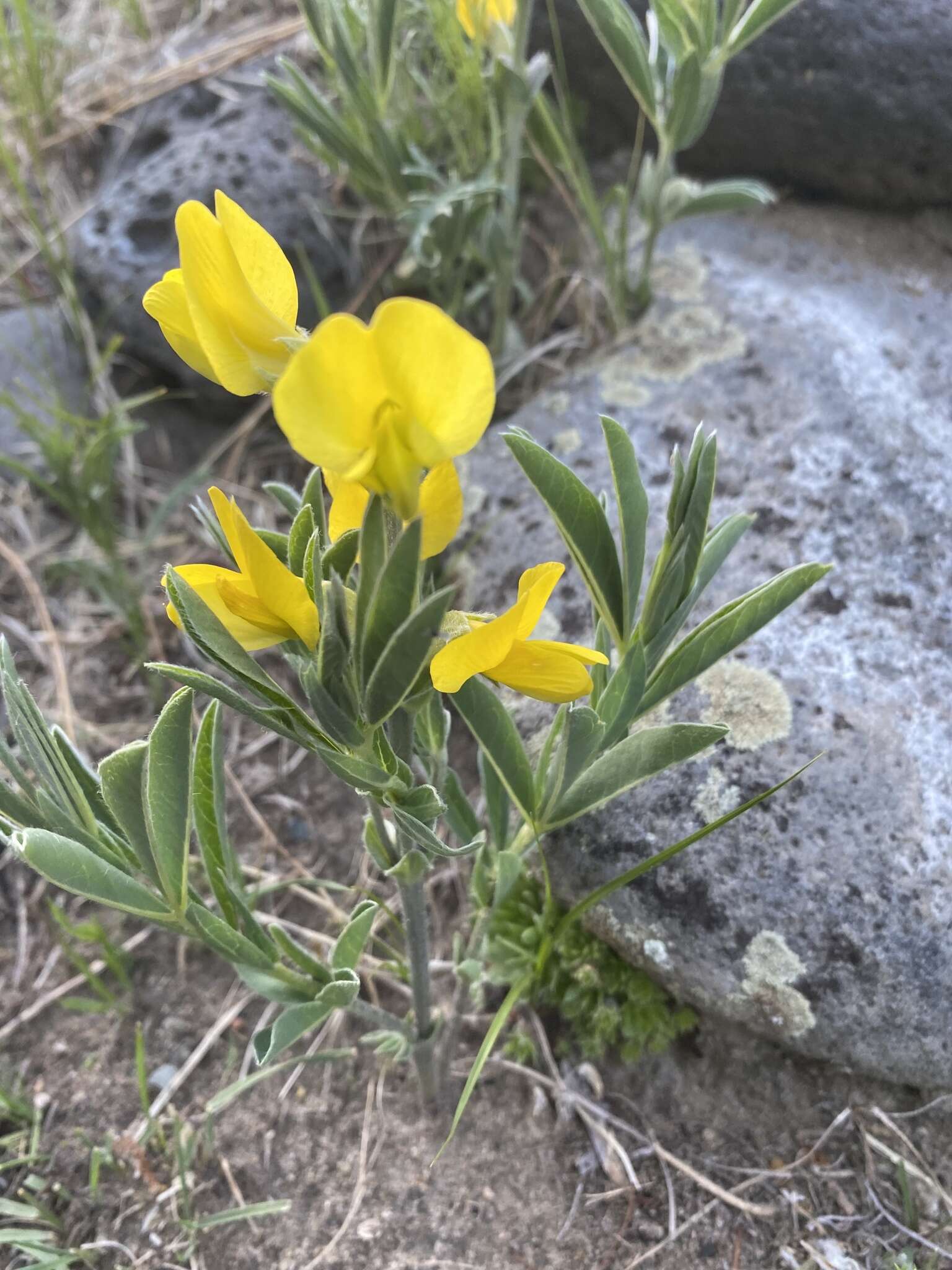 Image of Thermopsis dahurica Czefr.