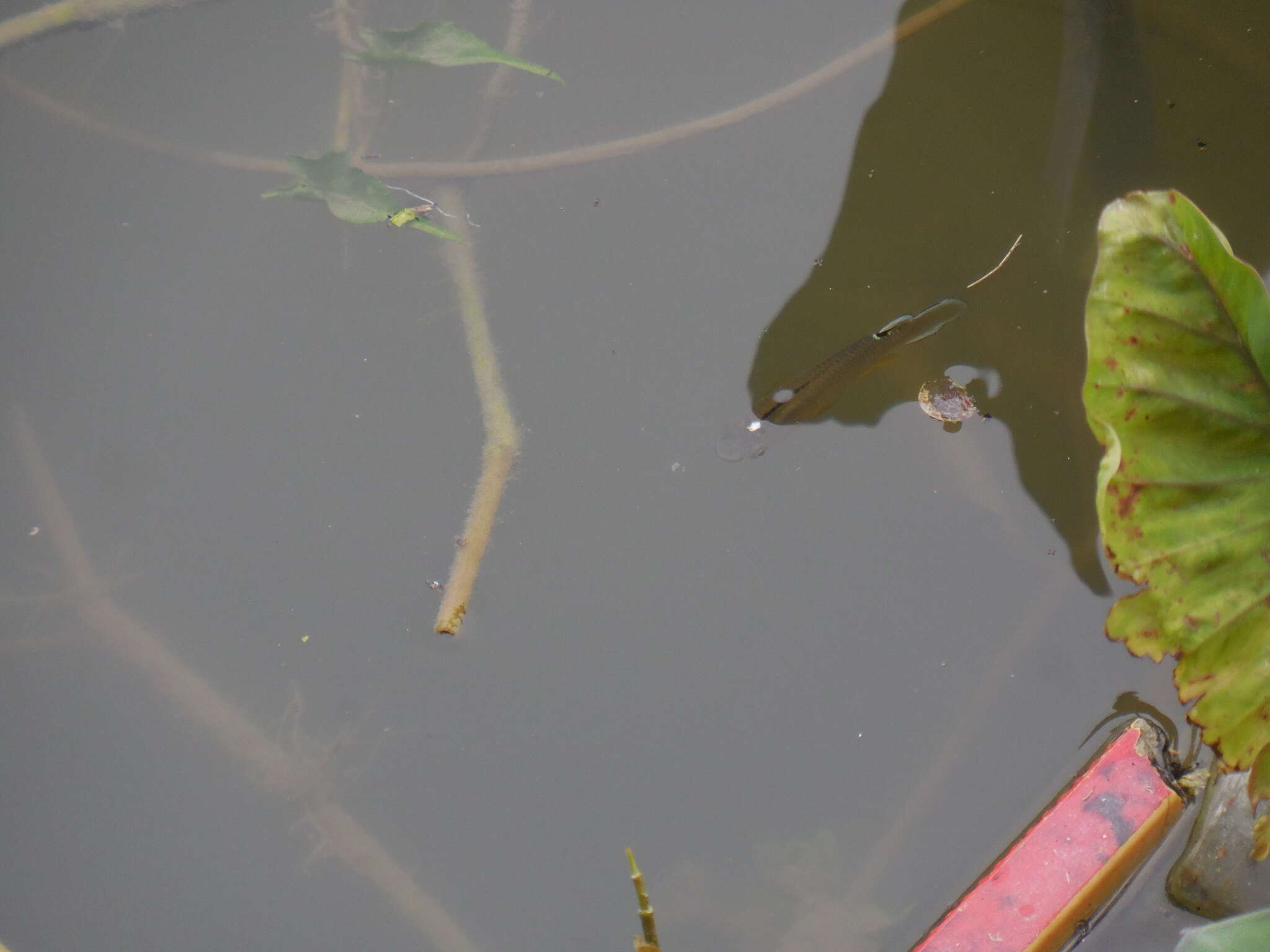 Image of Spotted snakehead