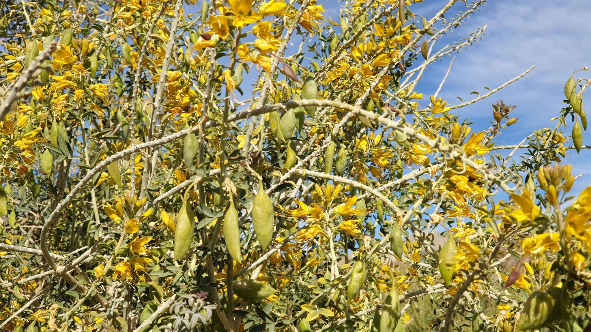 Imagem de Cleomella arborea var. angustata (Parish) J. C. Hall & Roalson