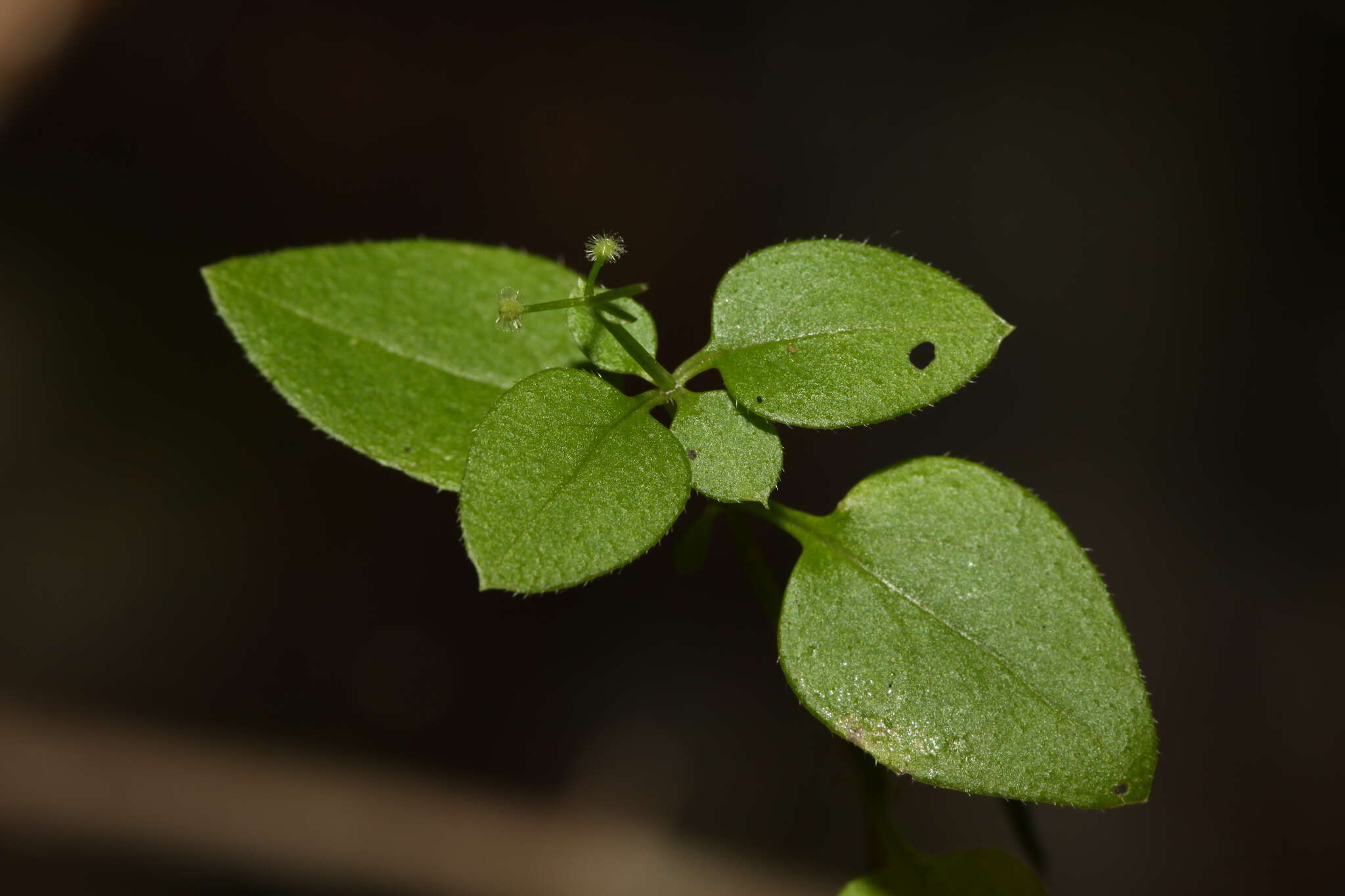 Galium paradoxum Maxim. resmi