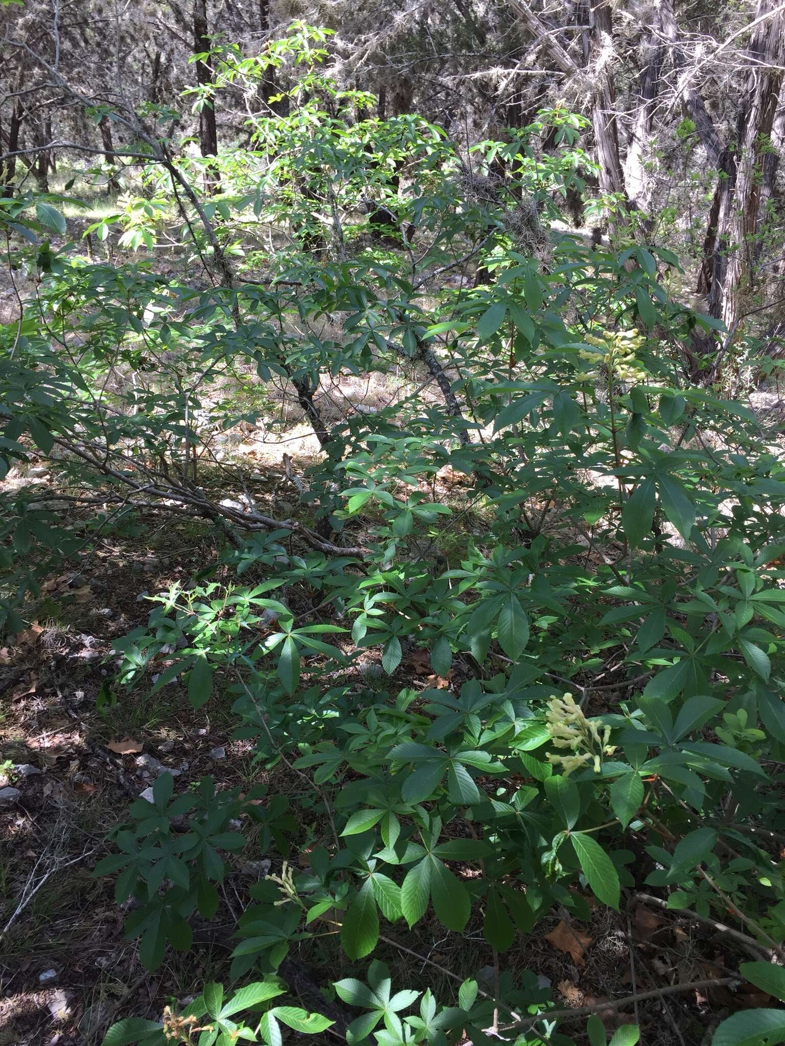 Imagem de Aesculus pavia var. flavescens (Sarg.) Correll