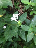 Image de Barleria cristata L.