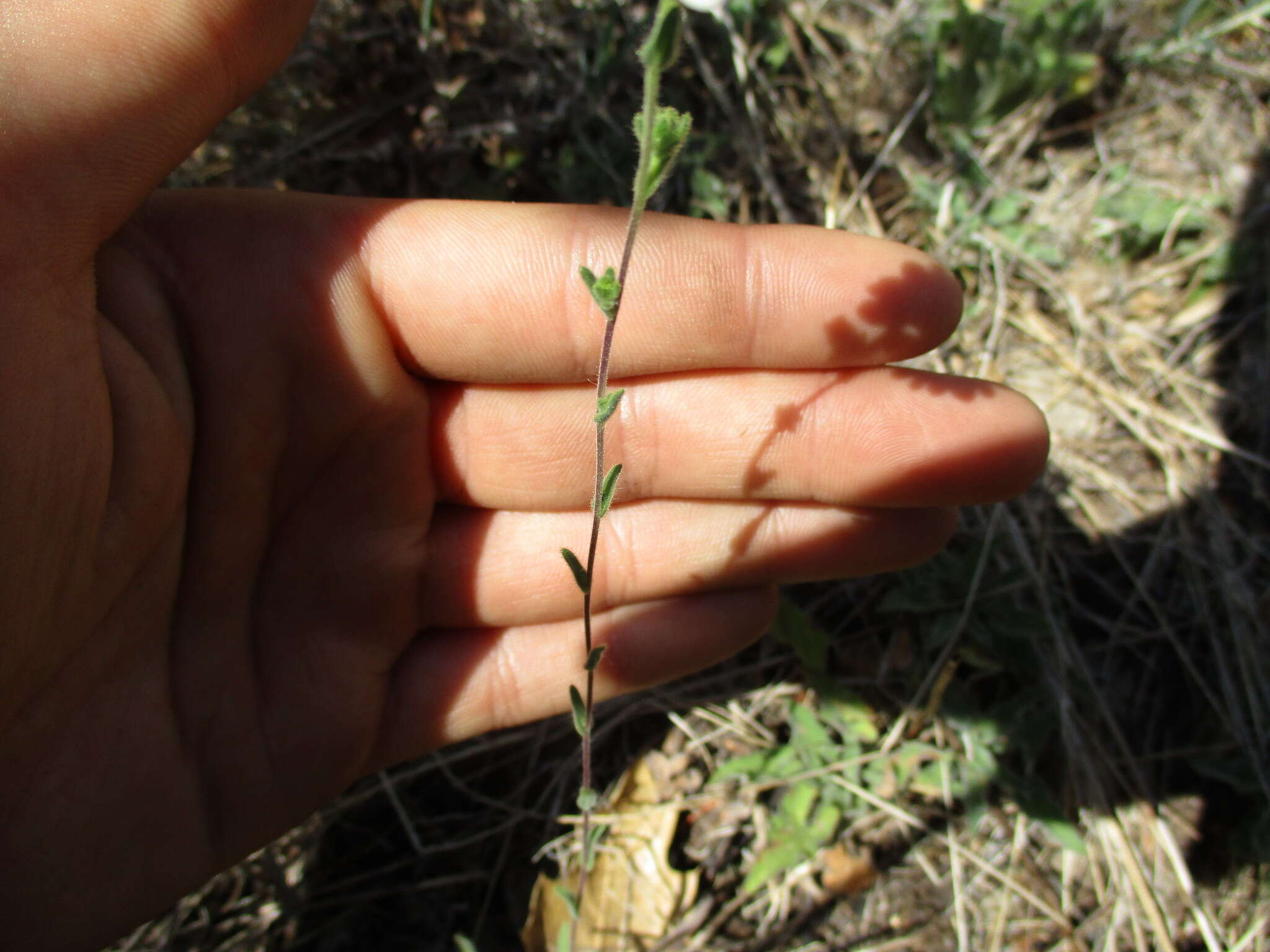 Image of hayfield tarweed