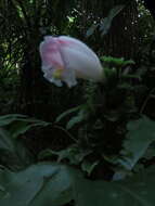 Image of Costus arabicus L.