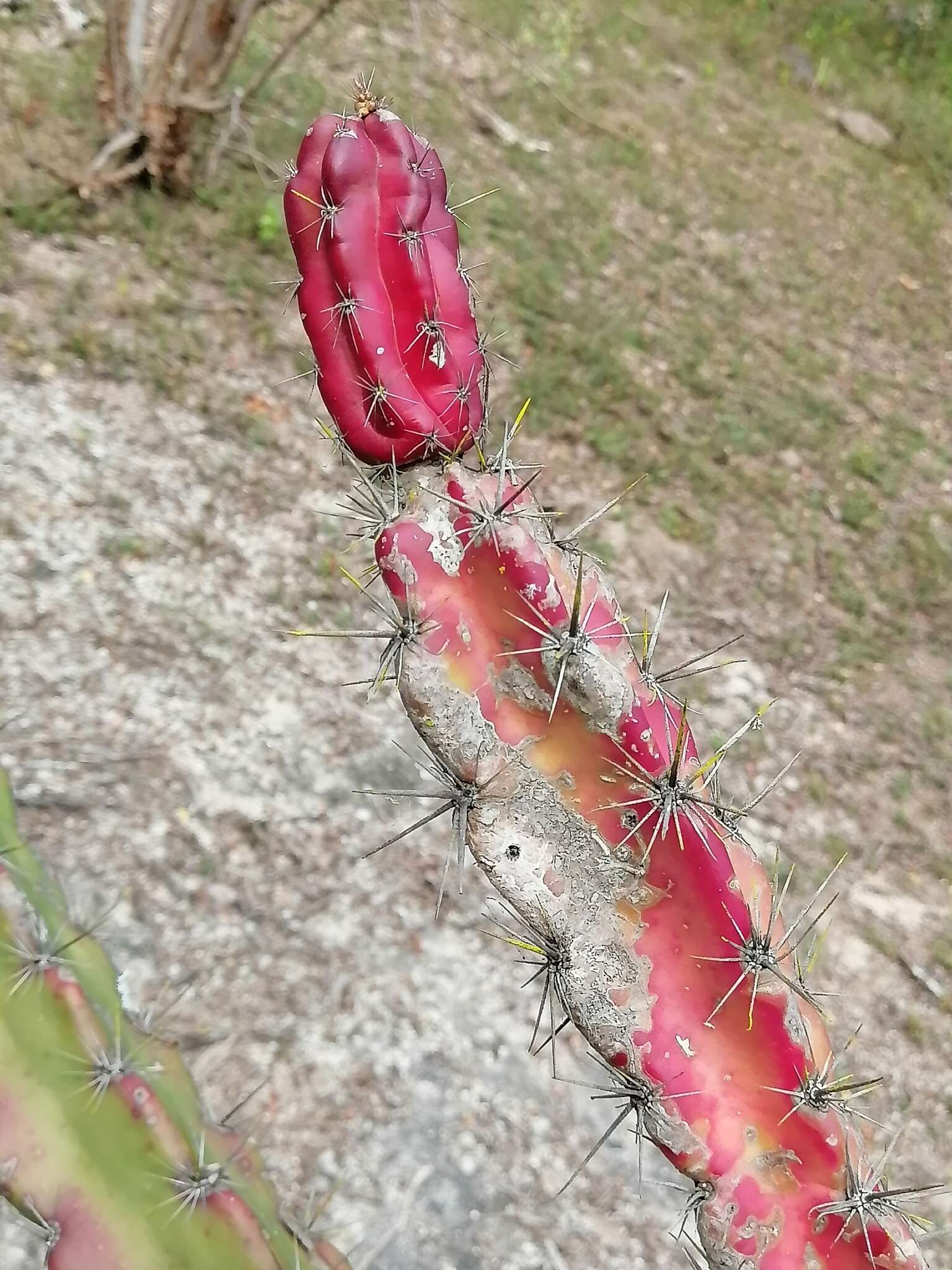 Stenocereus kerberi (K. Schum.) A. C. Gibson & K. E. Horak的圖片