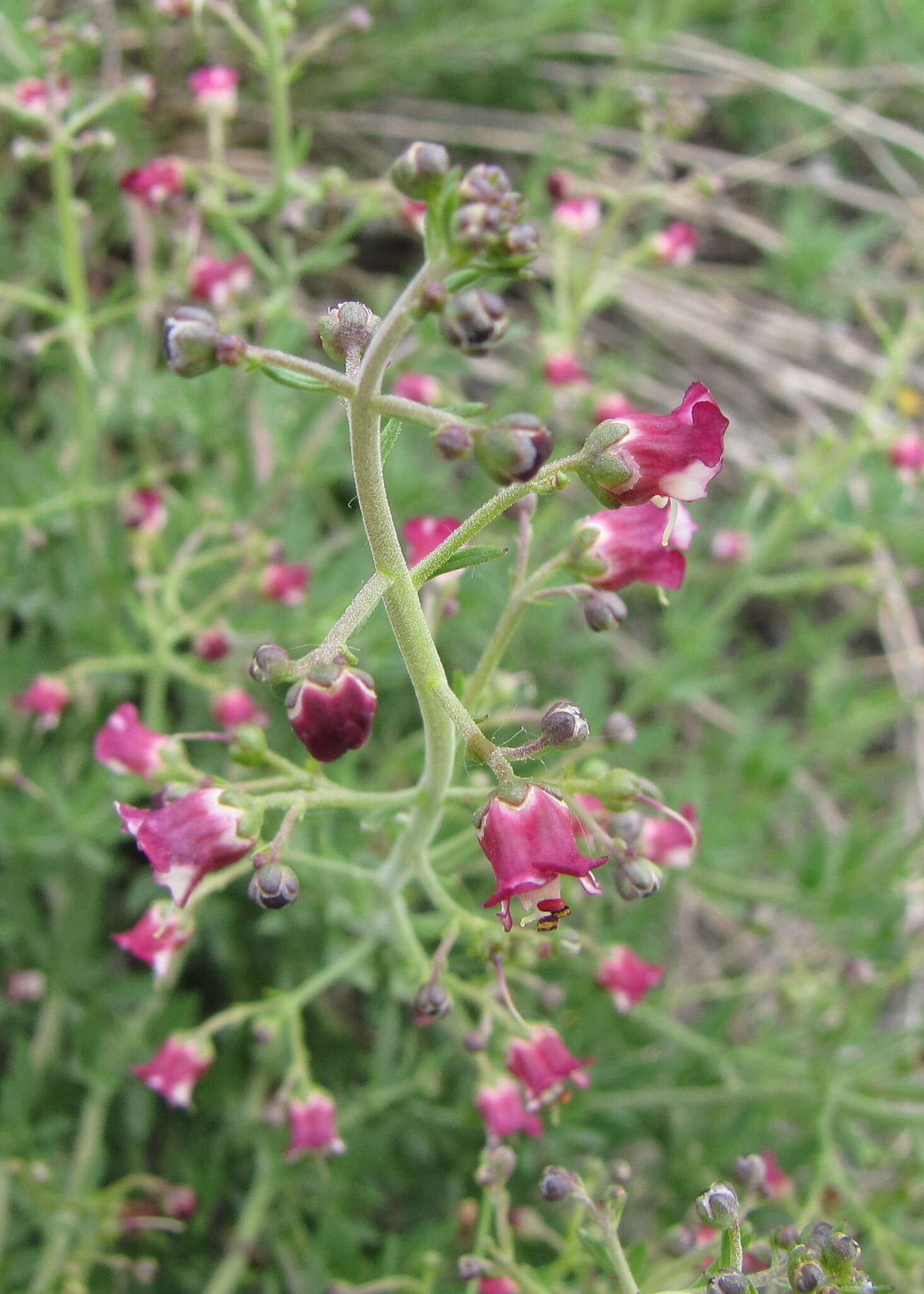 Scrophularia cretacea Fisch. resmi