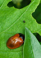 Image of Tortoise beetle