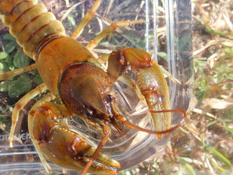 Image of <i>Cambarus franklini</i>