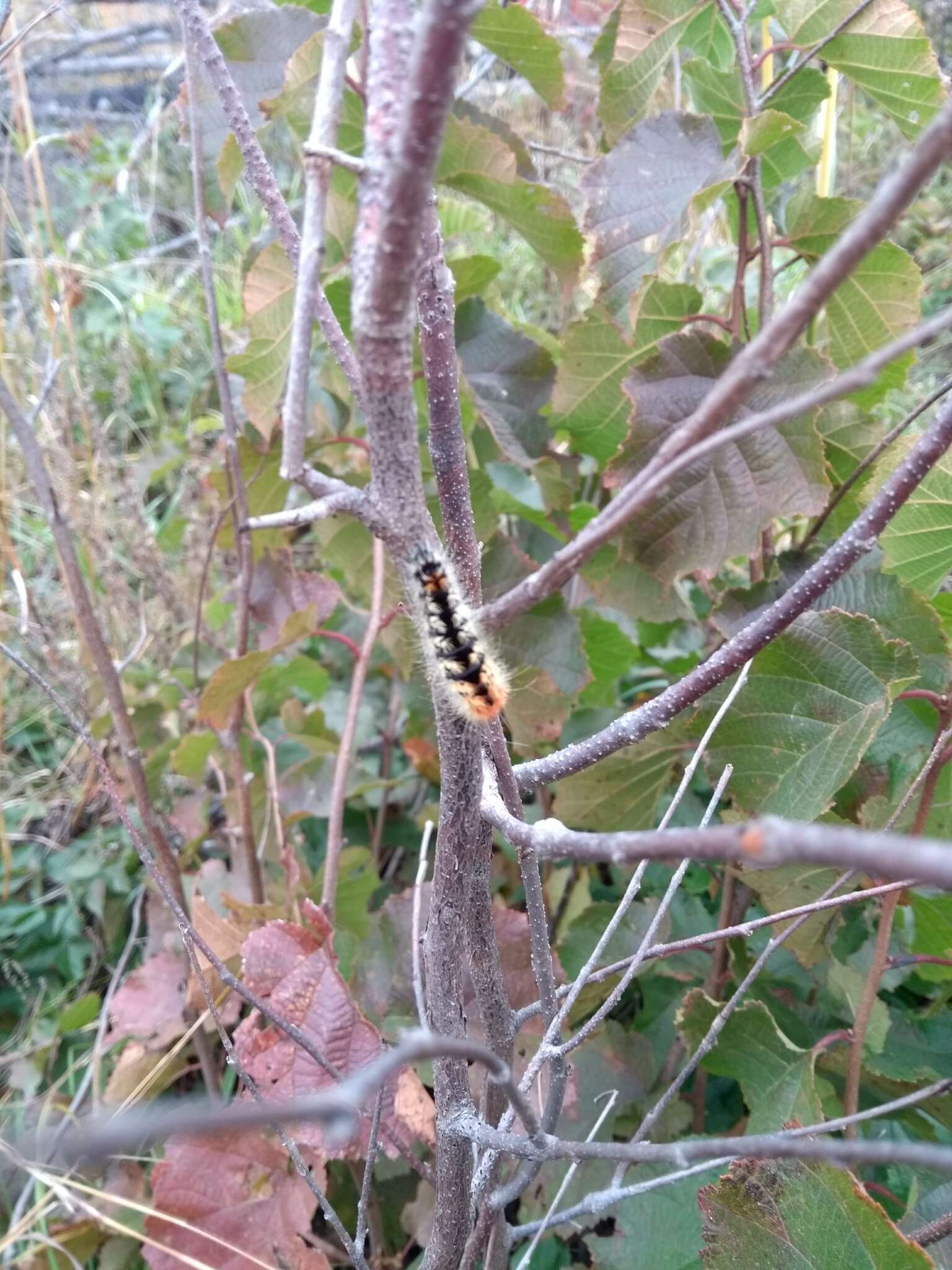 Image of Impressed Dagger Moth