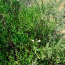 Image of Mesembryanthemum coriarium Burch. ex N. E. Br.