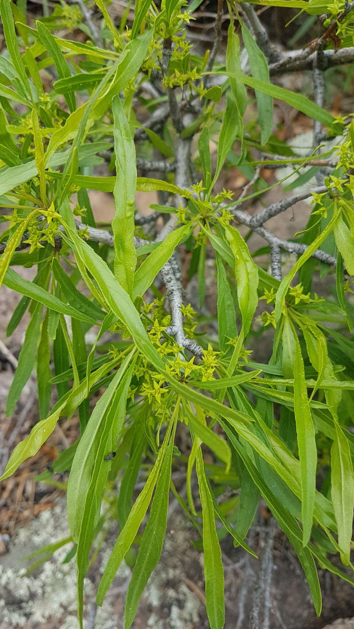 Sivun Rhamnus erythroxylon Pall. kuva