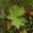 Image of Alchemilla argutiserrata H. Lindb. ex Juz.