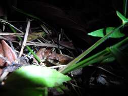 Image of Fitzinger's Robber Frog