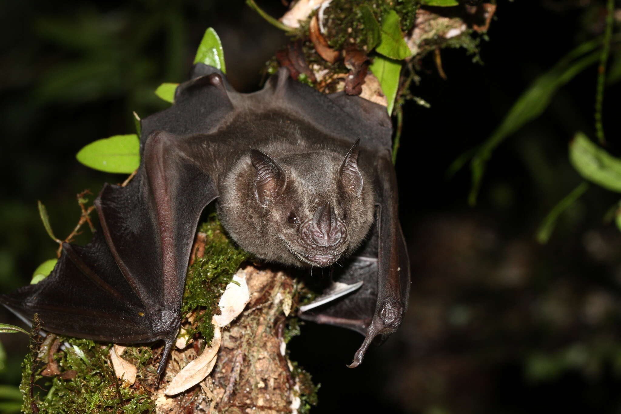 Image of Flat-faced Fruit-eating Bat