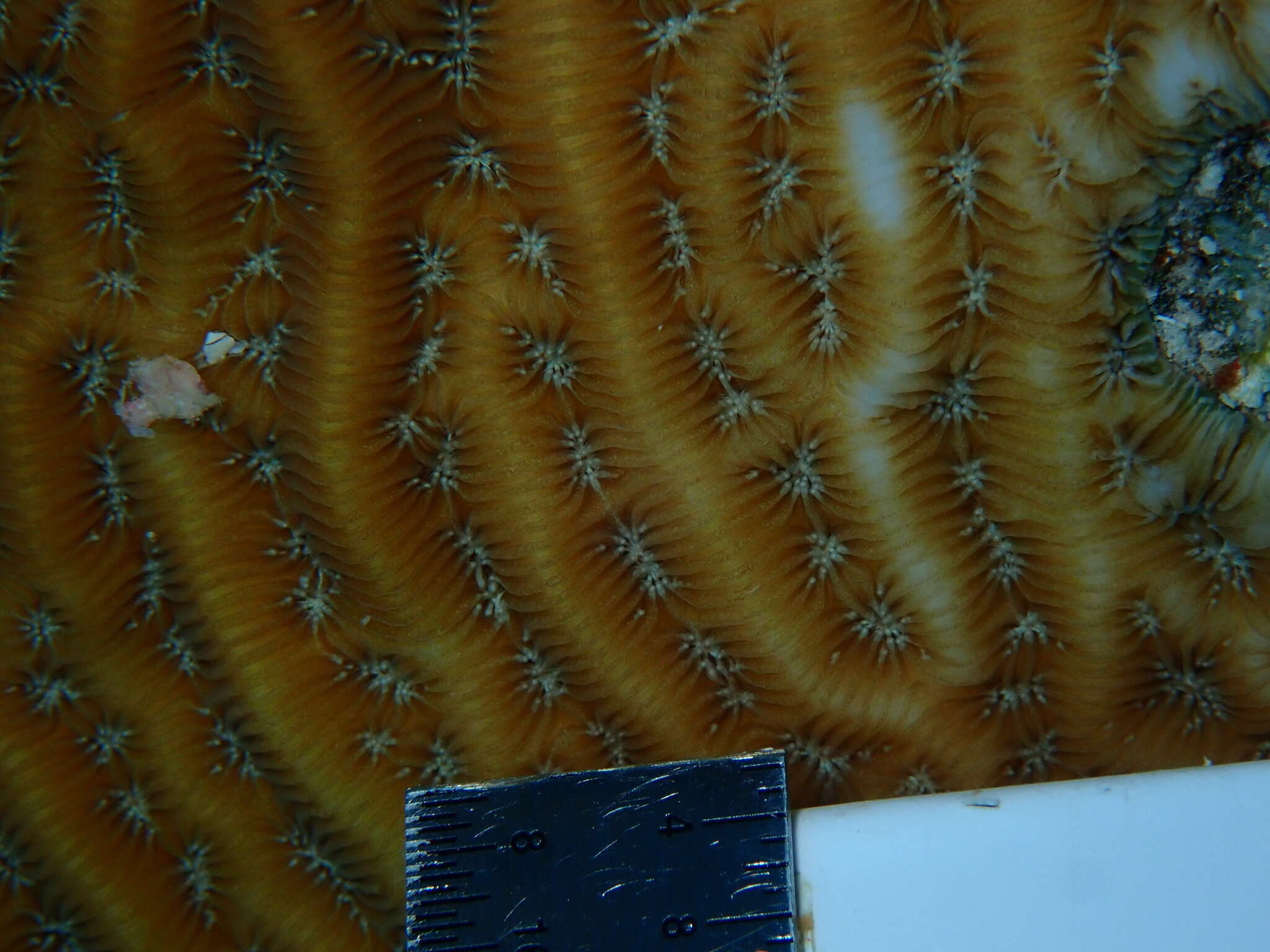 Image of Lamarck´s sheet coral