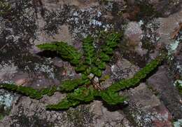 Image of alpine woodsia